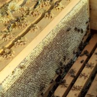 Пчеле мед от регистринан пчелин, снимка 7 - Пчелни продукти - 41851402