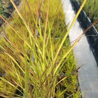Мискантус Пурпурасценс, студоустойчива трева, снимка 14 - Градински цветя и растения - 38141351