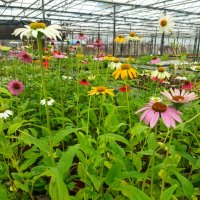 Ехинацея, студоустойчива, различни цветове, снимка 4 - Градински цветя и растения - 41461890