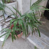 Студоустойчива Палма Трахикарпус, снимка 8 - Стайни растения - 14936682