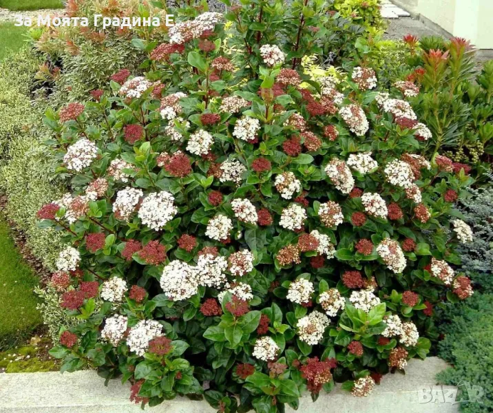 Лаврова Калина - Цвете , снимка 1