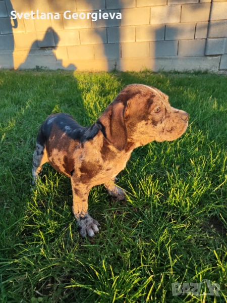 Питбул, снимка 1