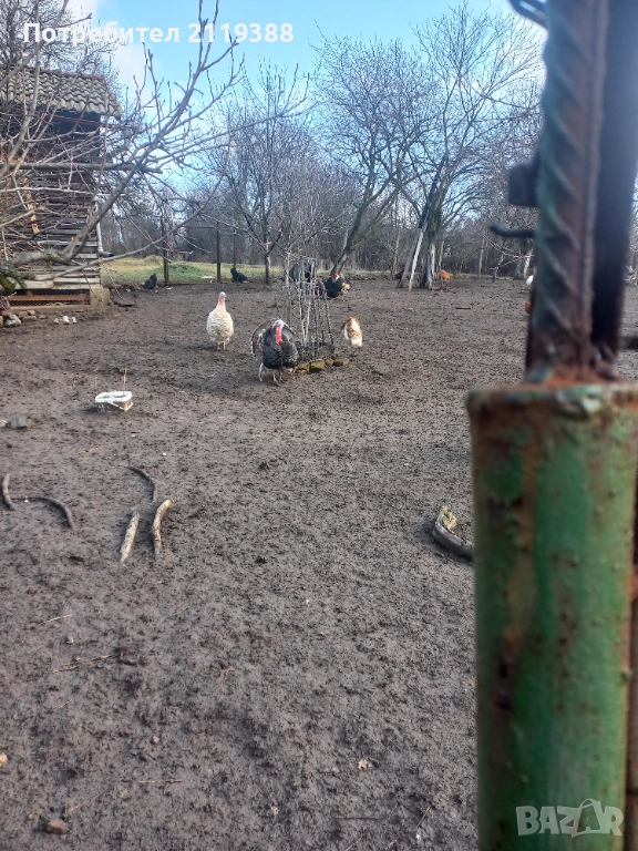 Пуяк на 9 месеца за дамазлък, снимка 1