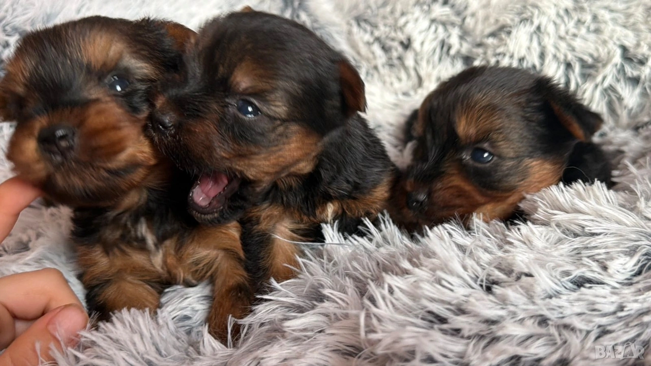 Йоркширски териер , снимка 1