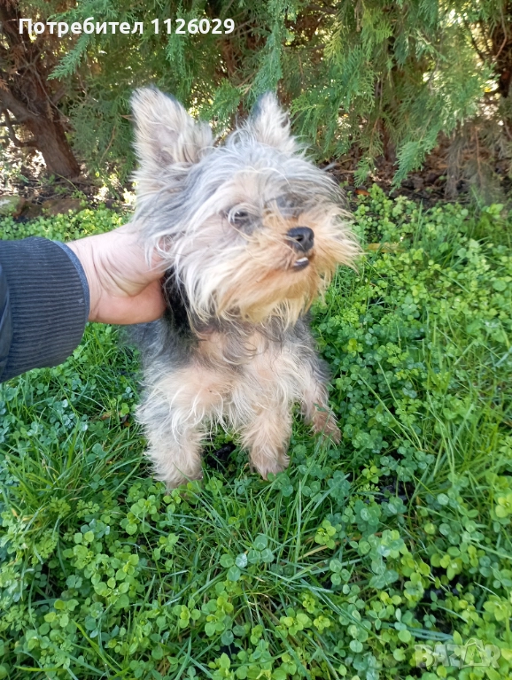 Йорки момче на 8 месеца , снимка 1