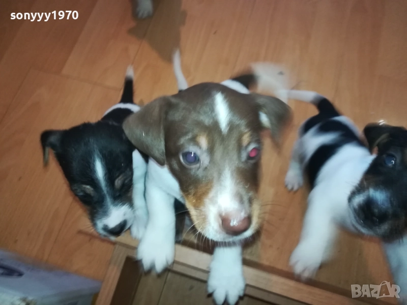 КУЧЕНЦА-ДЖАК РЪСЕЛ 2509252000, снимка 1