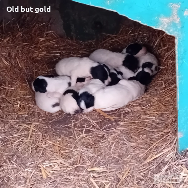 Каракачанки ( БОК) , снимка 1