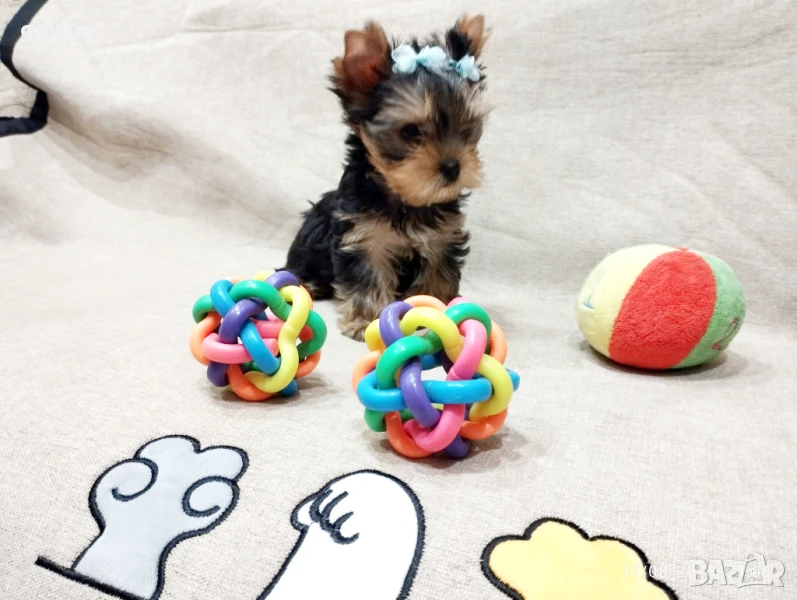 мини йорки момченце, снимка 1