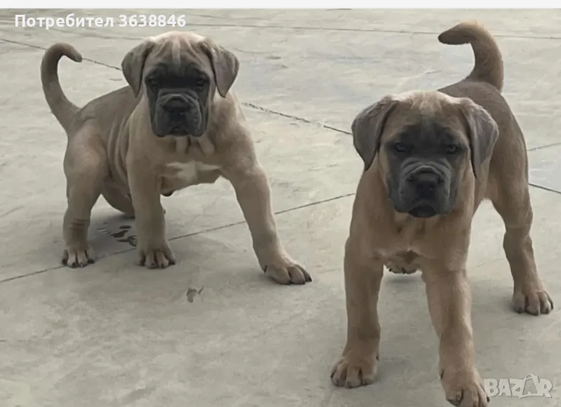 Кане корсо, снимка 1