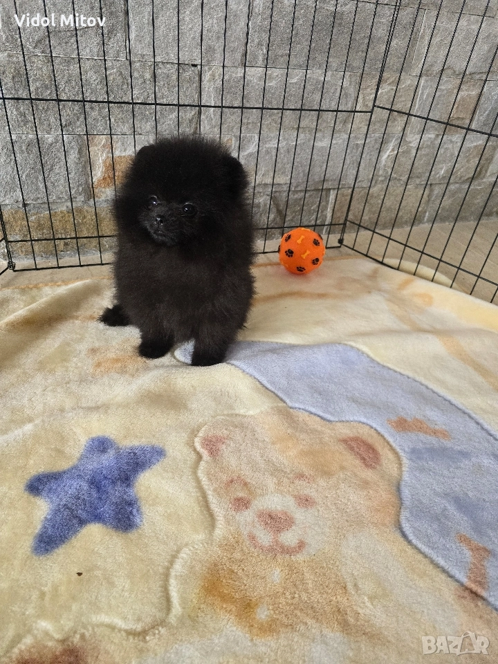 Мини Померан момче , снимка 1