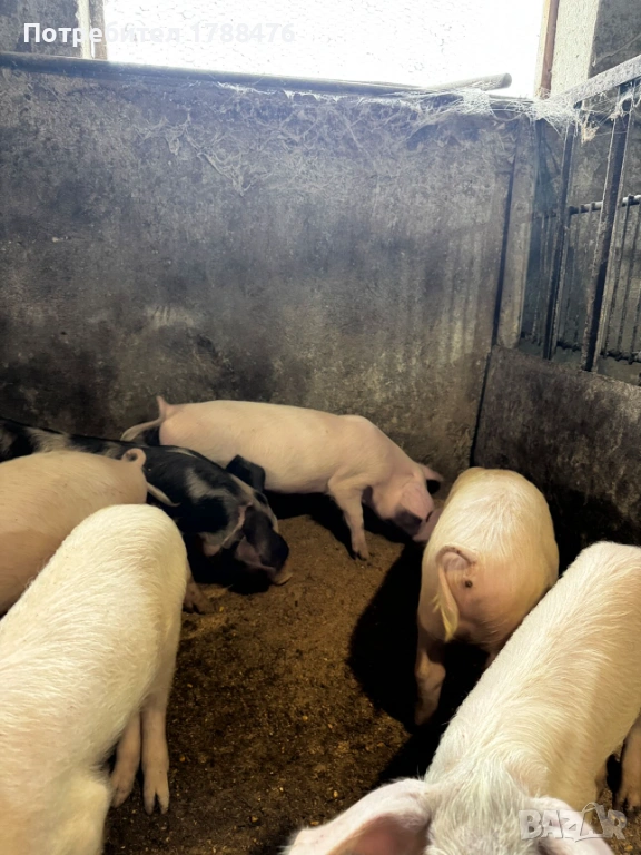 продавам домашни прасета, снимка 1