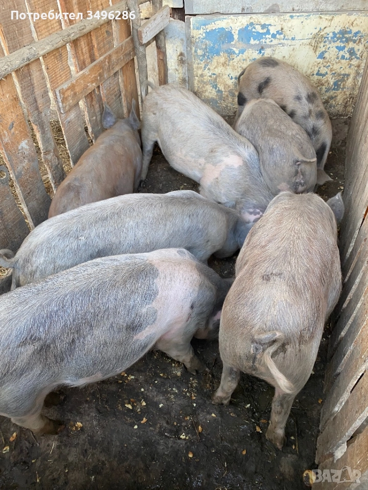 Продавам малки прасета, снимка 1