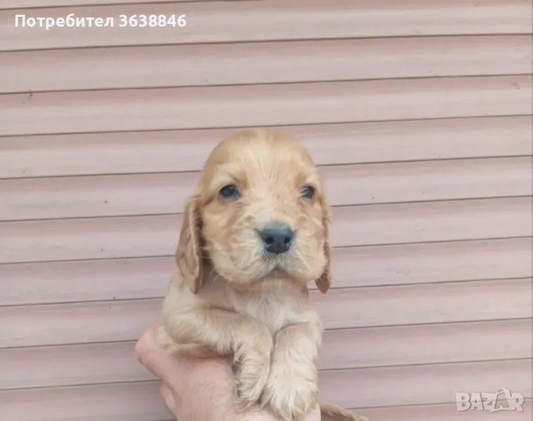 Кокер шпаньол , снимка 1