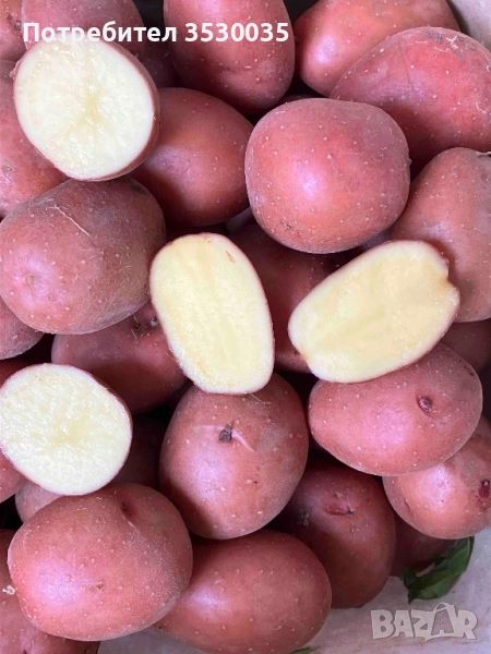 Картоф за семе Камел клас Б , снимка 1