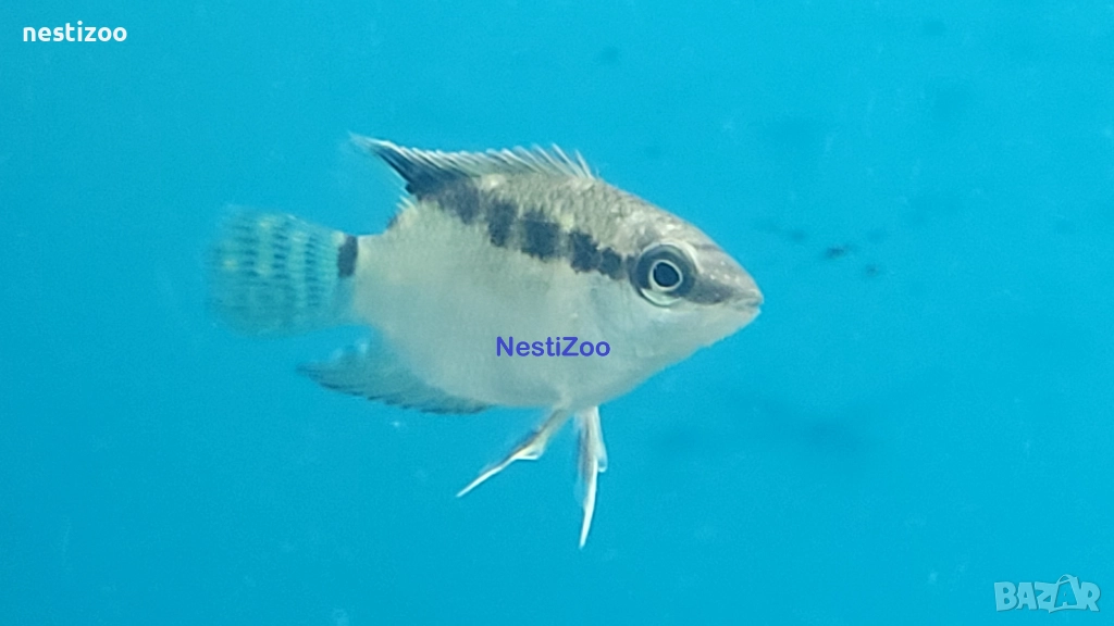 Мезоната Инсигнис, снимка 1