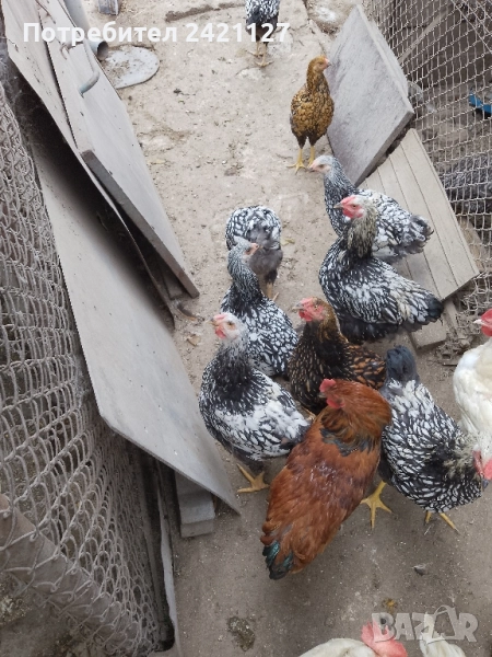 животни птици петли , снимка 1