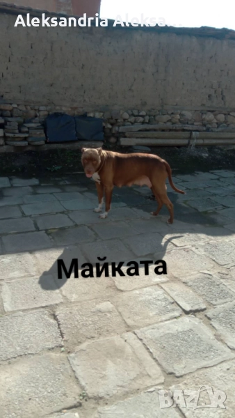 Продавам породисти питбулчета, снимка 1