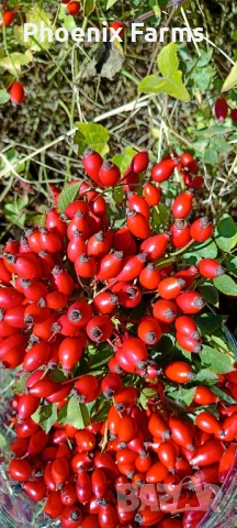 Шипков мармалад диетичен и шипки за чай ,Боров прашец, снимка 6 - Домашни продукти - 49841595