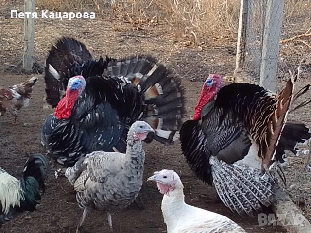 Пуешки яйца