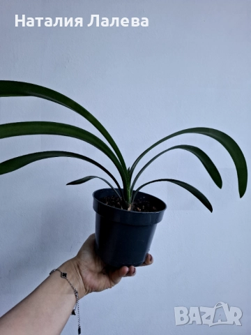 Кливия, Clivia, снимка 3 - Стайни растения - 52970608