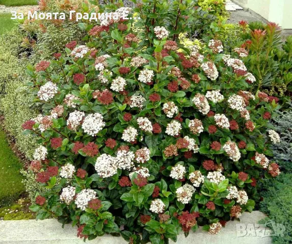 Лаврова Калина - Цвете 