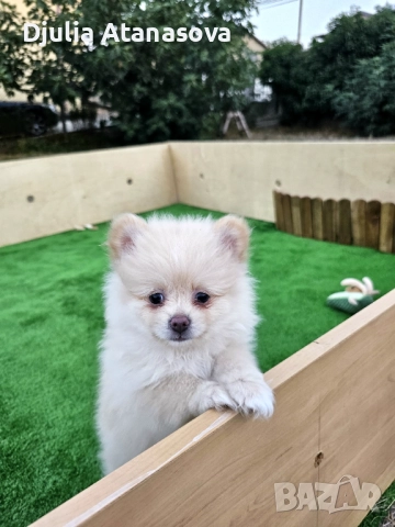 Продавам померанчета, снимка 5 - Померан - 51719427