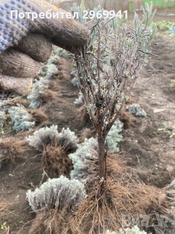  Разсад лавандула на едро и дребно, снимка 11 - Градински цветя и растения - 31696645