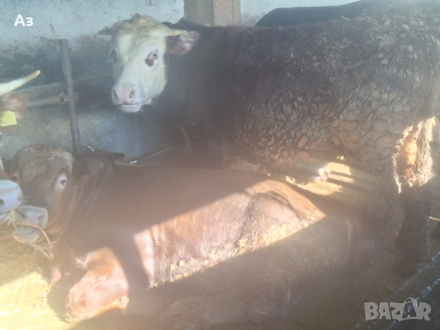 Продавам телета, снимка 3 - Крави - 53265925