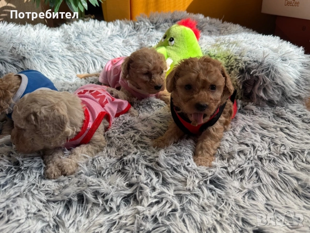 Той пудел , снимка 4 - Пудели - 53784154