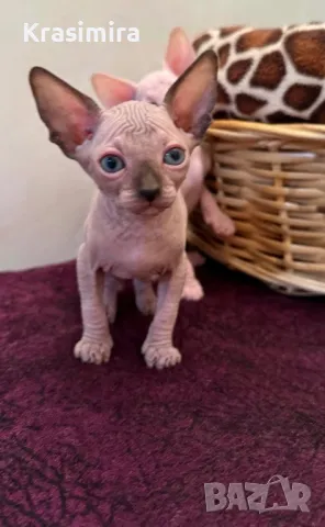 Канадски сфинкс, снимка 4 - Сфинксове - 49236783