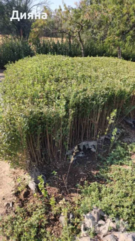 Лигуструм жив плет