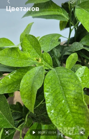 Лимета Лима Роса, снимка 4 - Стайни растения - 51055773