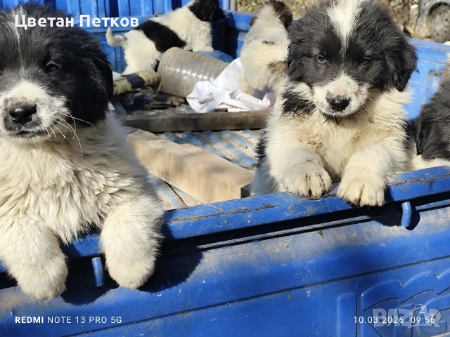 Каракачанки , снимка 7 - Каракачанска овчарка - 53824782