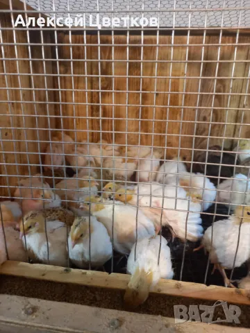 Пъдпъдъци, снимка 7 - други­ - 48031039