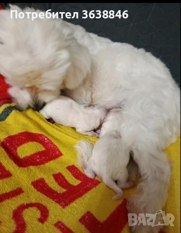 мини малтийска болонка(теакъп), снимка 2 - Болонка - 50465675