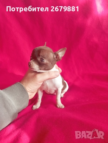 Момиче бяло с шоколад, снимка 5 - Чихуахуа - 52421954