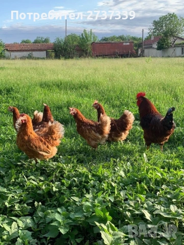 Кокошки носачки ломан браун