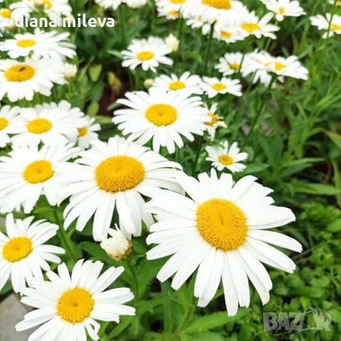 Маргаритки, студоустойчиви, снимка 3 - Градински цветя и растения - 42157966