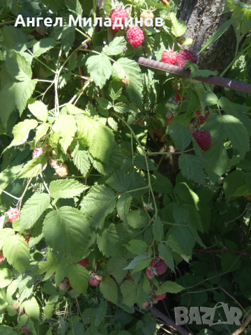 малини, снимка 3 - Разсади - 36253043
