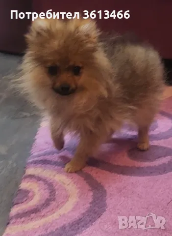 Миниатюрен женски померан всички ваксини, снимка 1