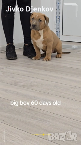 Американско були / American bully XL , снимка 10 - Други - 52453803