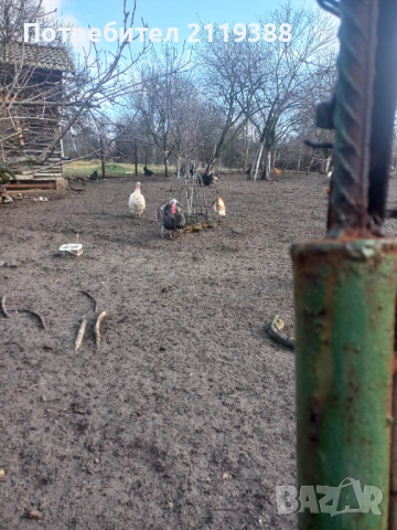 Пуяк на 9 месеца за дамазлък