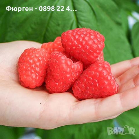 Малина сугана - Sugana червена, снимка 2 - Разсади - 39102687