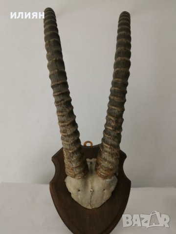 Уникален трофей  рога   антилопа Сейбъл. , снимка 10 - Други - 40656100