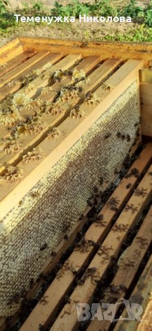 Пчеле мед от регистринан пчелин, снимка 7 - Пчелни продукти - 41851402