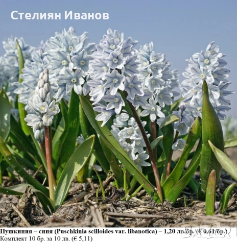 Пушкиния – синя (Puschkinia scilloides var. libanotica) – луковици