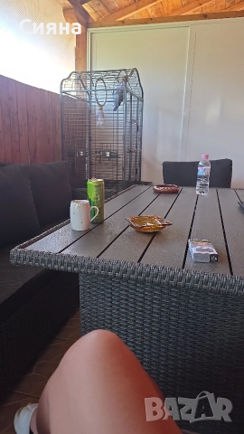 кралско жако, снимка 9 - Папагали - 52881352