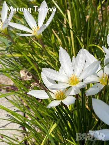 Зефирантес , снимка 5 - Градински цветя и растения - 53818210