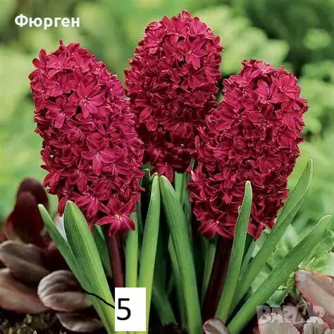 Луковици на зюмбюл – 7 различни вида, снимка 6 - Разсади - 56380128