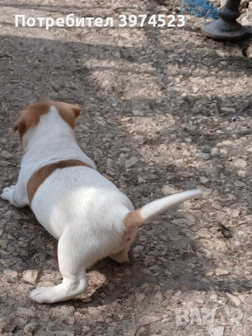  Джак ръсел , снимка 2 - Джак ръсел териер - 53719399